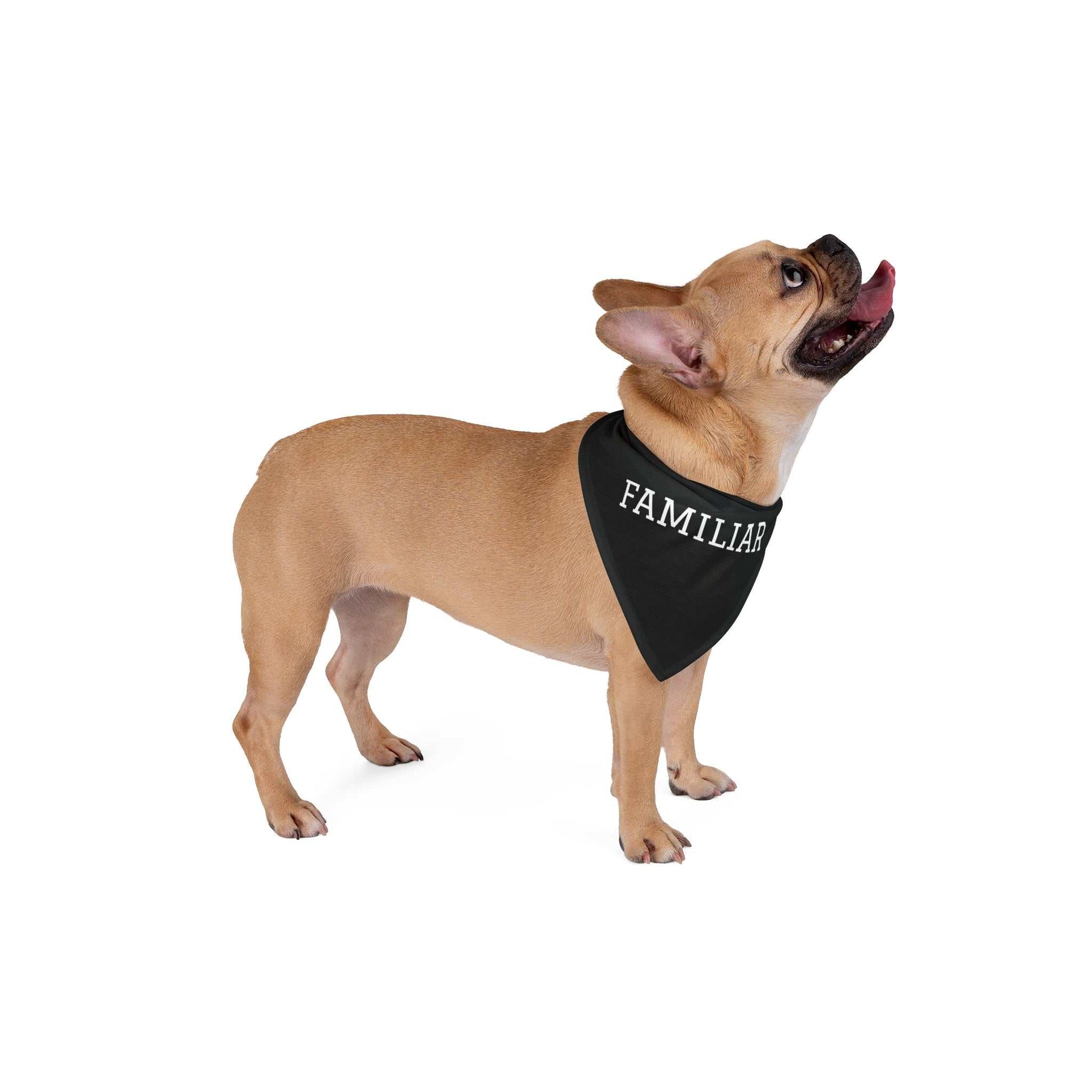 Fawn dog wearing a black "Familiar" pet bandana made of soft-spun polyester.